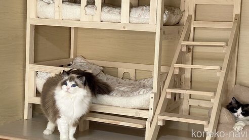 鄭雨杰ブリーダーの詳細